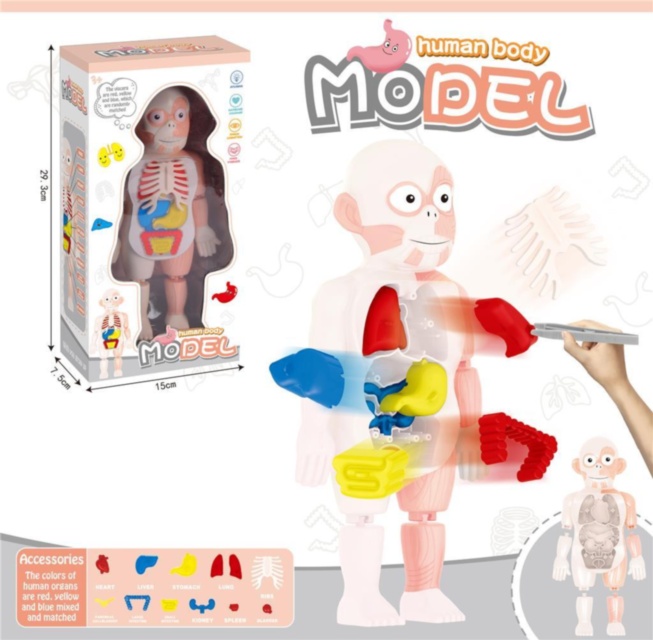 Set Anatomic "Corpul Uman"