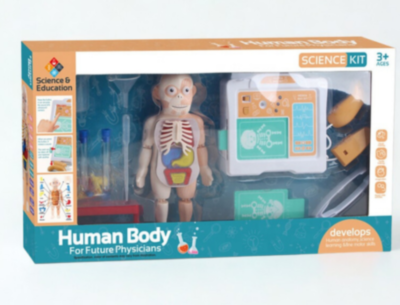 Set Educativ Anatomie Umană cu Organe și Laborator | image