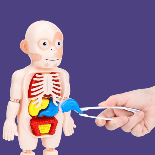 Set Educativ Anatomie Umană cu Organe și Laborator