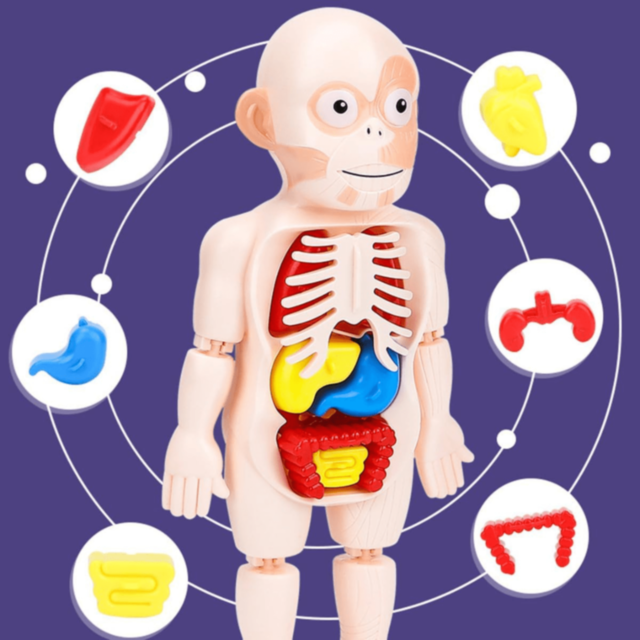Set Educativ Anatomie Umană cu Organe și Laborator