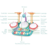 Jucărie Interactivă Set de Tobă și Pian cu Microfon pentru Copii